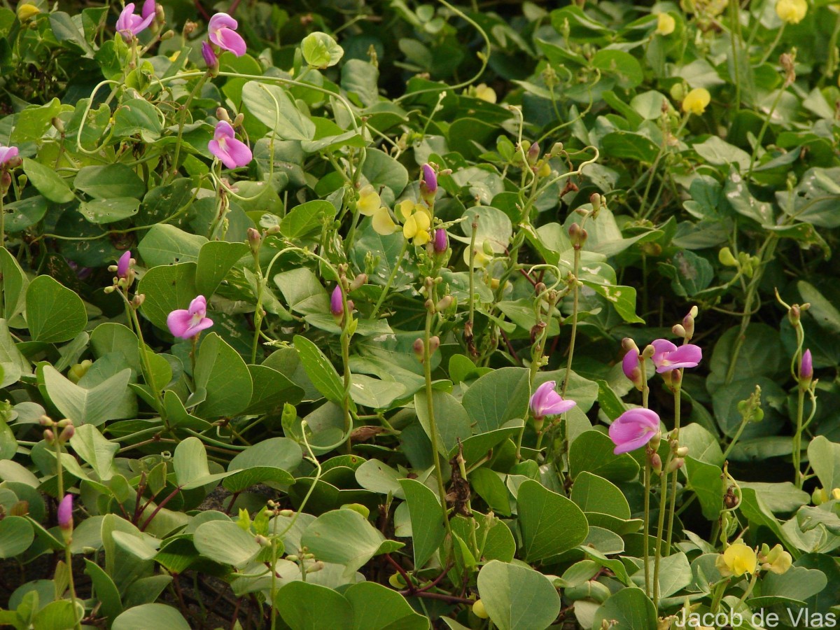 Canavalia rosea (Sw.) DC.